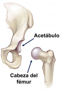 Cadera: acetábulo y cabeza de fémur Cadera: acetábulo y cabeza de fémur
