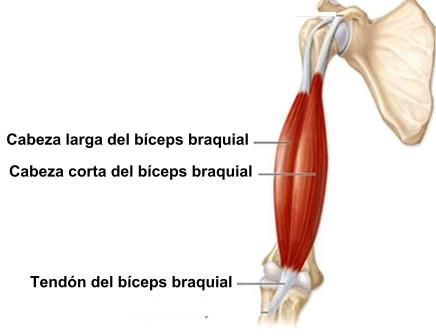 bíceps braquial distal 2